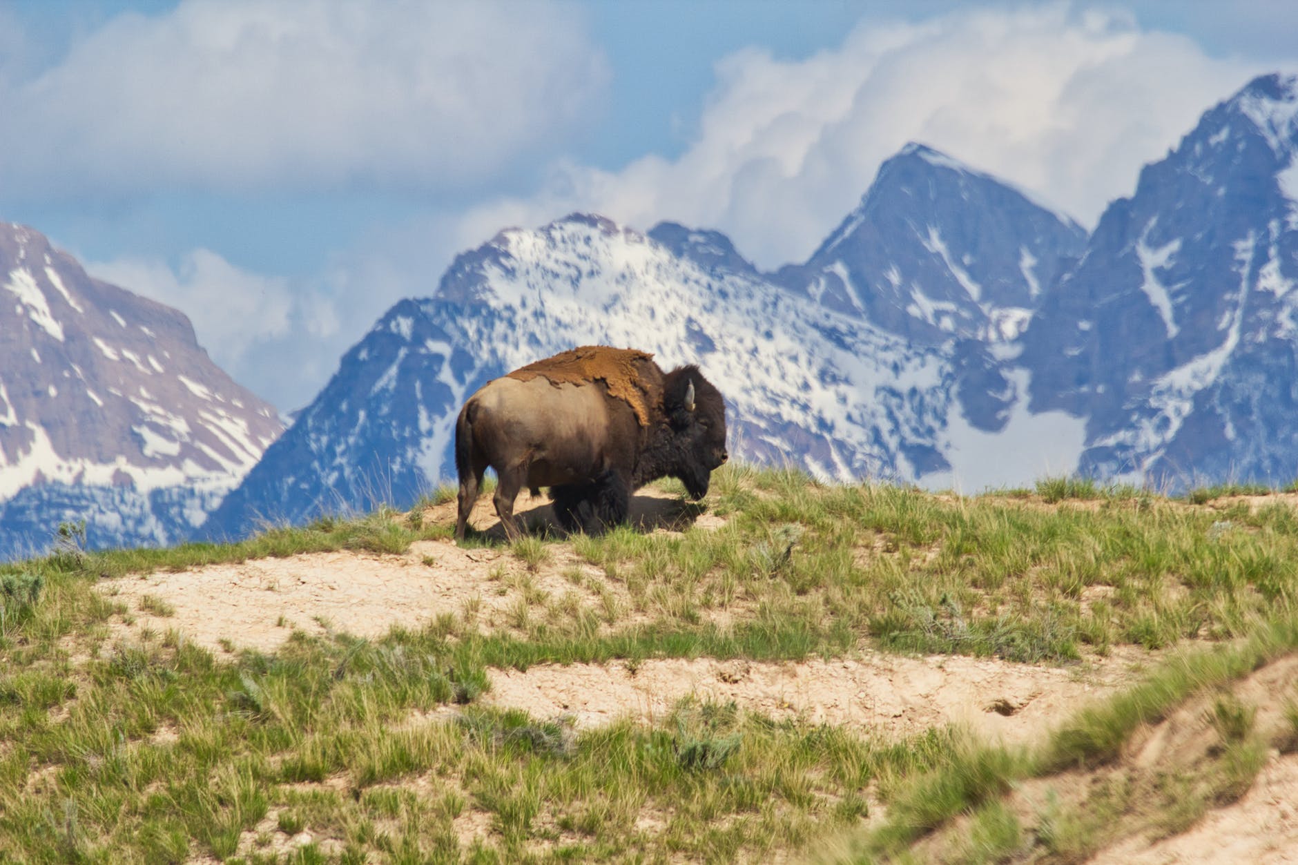 brown bison on top of brown mountain with green grass field